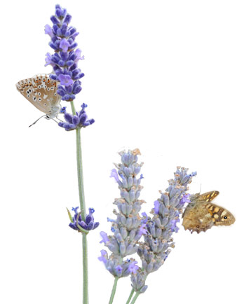 Sacchetto Lavanda del Pollino